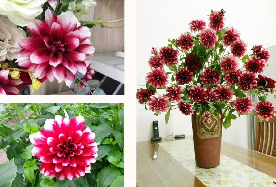 Thược dược là loài hoa trưng Tết truyền thống trong nhiều gia đình Vinh xưa.
