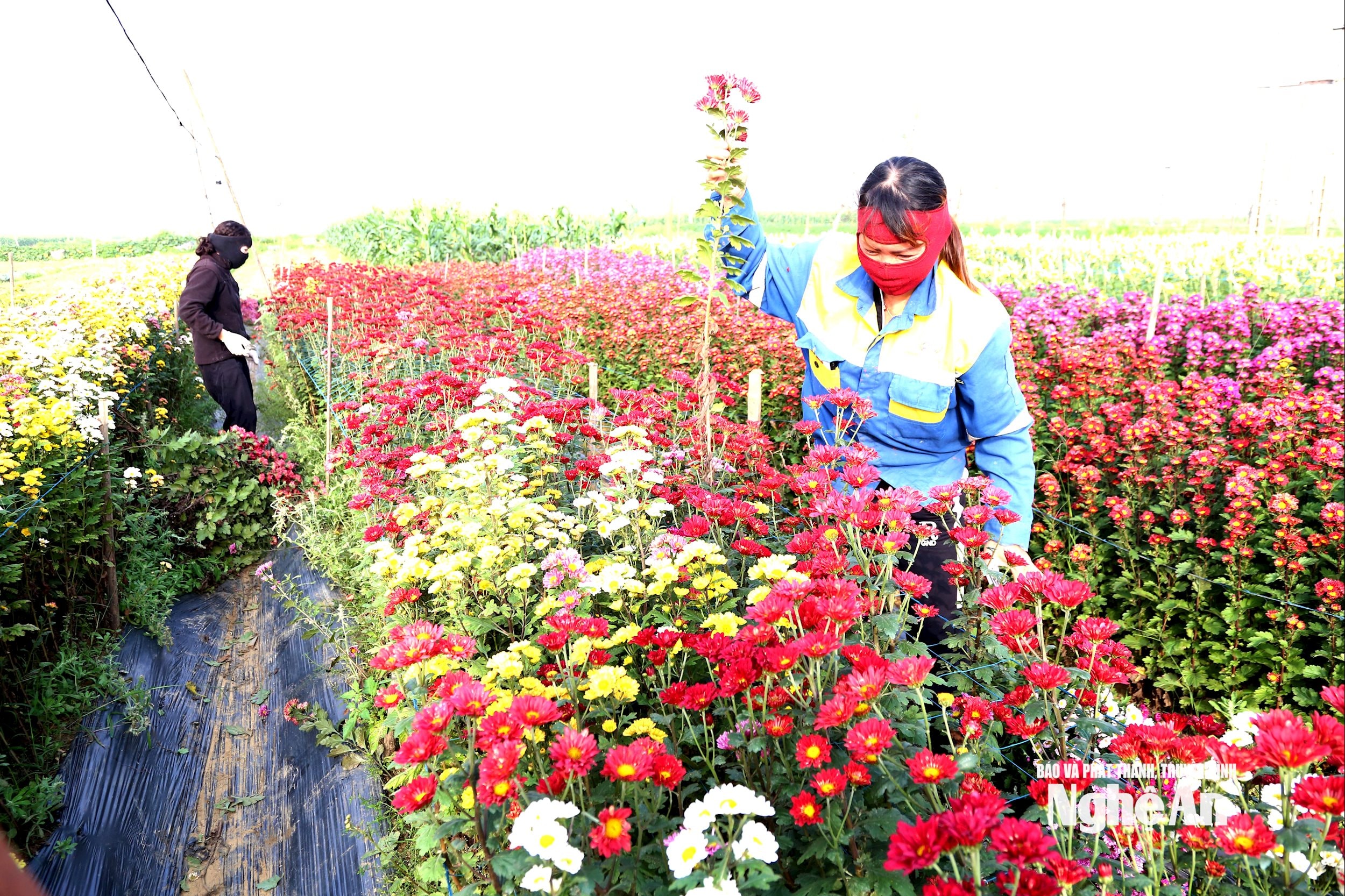 Khách hàng được ưu chuộng với các loại hoa cúc màu. Ảnh: Xuân H