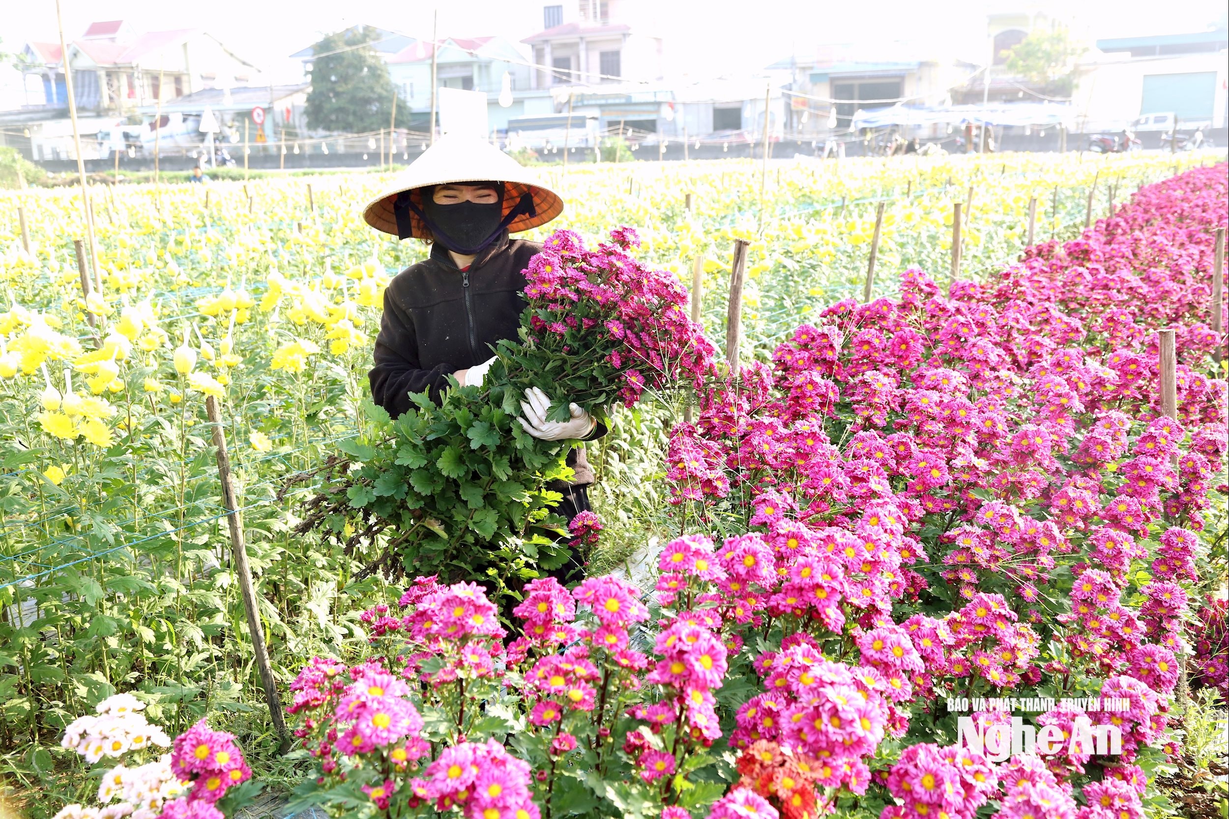 Năm nay hoa cúc bán được giá cao hơn năm trước, nhà vườn phấn khởi hơn. Ảnh: Xuân Hoàng
