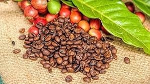 Sản xuất và chế biến cà phê xuất khẩu tại Việt Nam