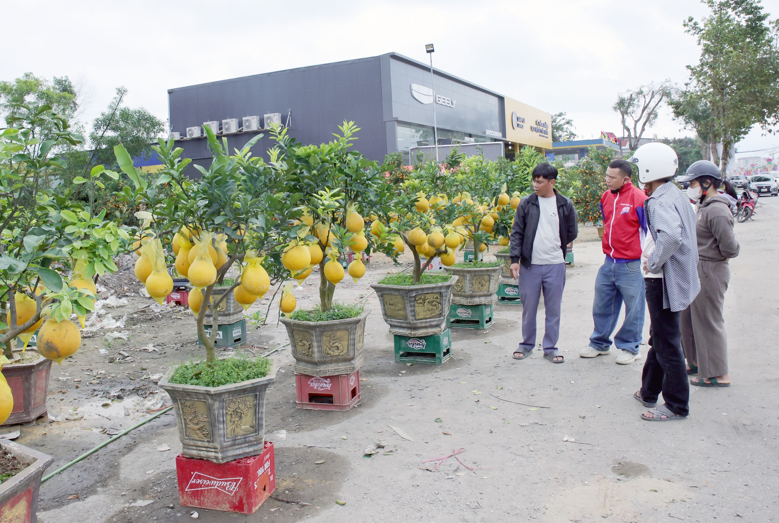 Molti proprietari di giardini hanno affermato che quest'anno, a causa dell'impatto di tempeste e forti piogge, gli alberi non sono belli come negli anni precedenti, il che ne rende più difficile la vendita. Foto: Thanh Quynh