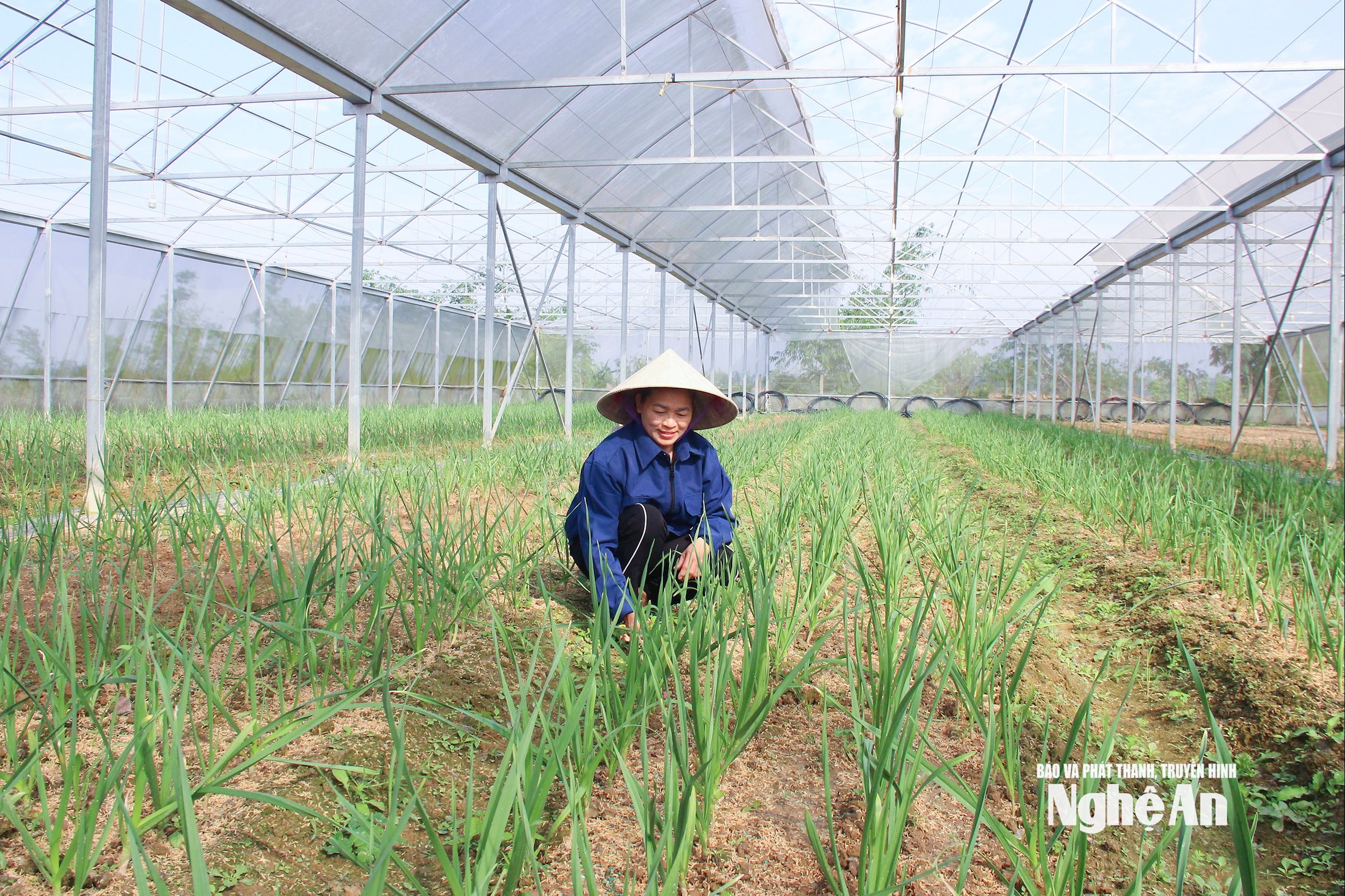  Mô hình trồng tỏi công nghệ cao tại xã Đại Đồng. Ảnh Mai Hoa
