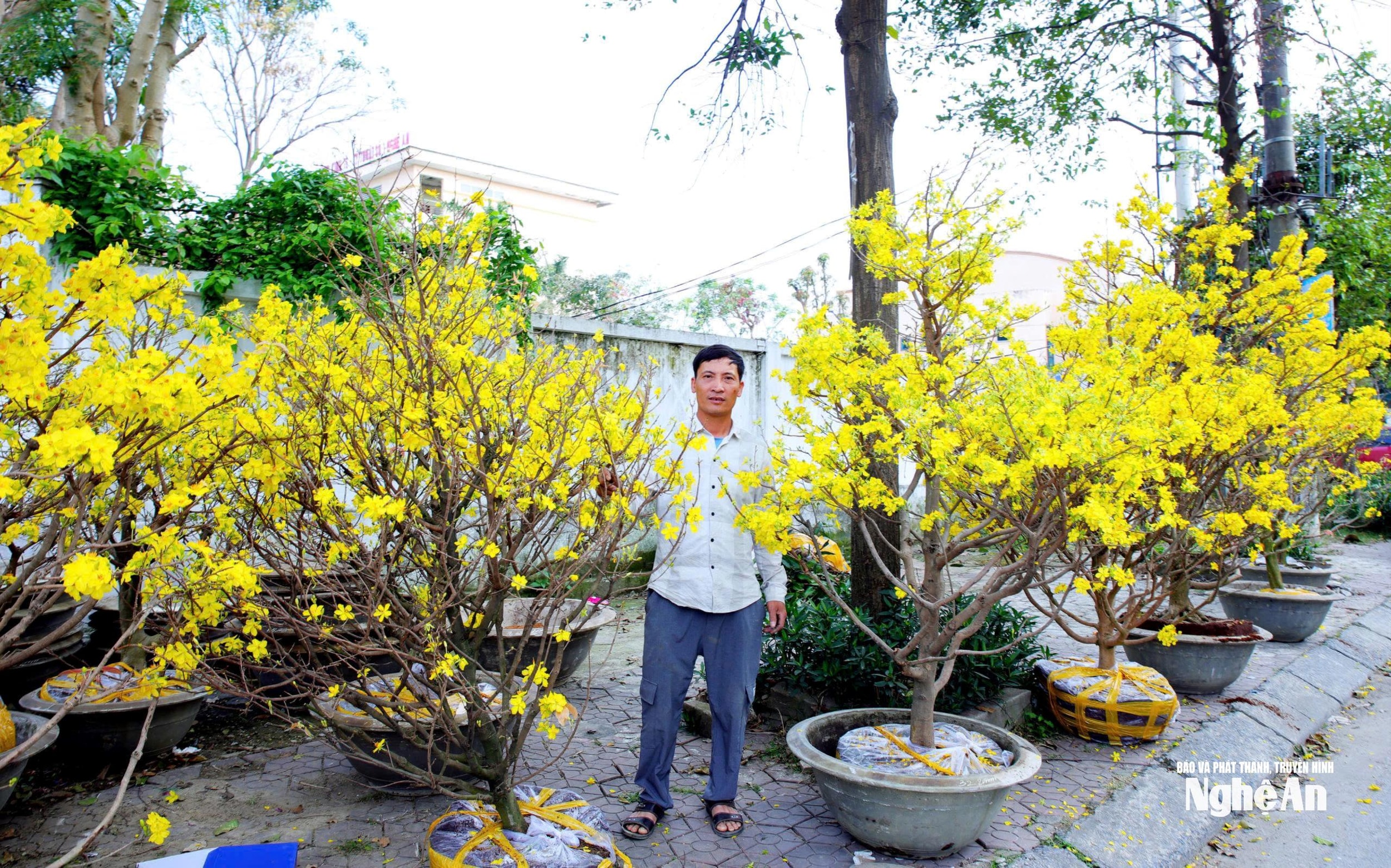 “Questi sono gli alberi di albicocco invenduti; dobbiamo riportarli al vivaio per ripiantarli, in attesa della stagione del Tet del prossimo anno”, ha spiegato il signor Tran Quoc Viet (nato nel 1982, residente nel quartiere di Vinh Hung), che vende alberi di albicocco in vista del Tet in via Nguyen Truong Khoat (precedentemente quartiere di Ha Huy Tap, ora quartiere di Vinh Phu). Il signor Viet ha spiegato che la ragione è il prolungato periodo di caldo, che ha causato una fioritura precoce degli albicocchi, facendo perdere loro il periodo di punta per la vendita dei fiori in occasione del Tet. Foto: Thanh Quynh