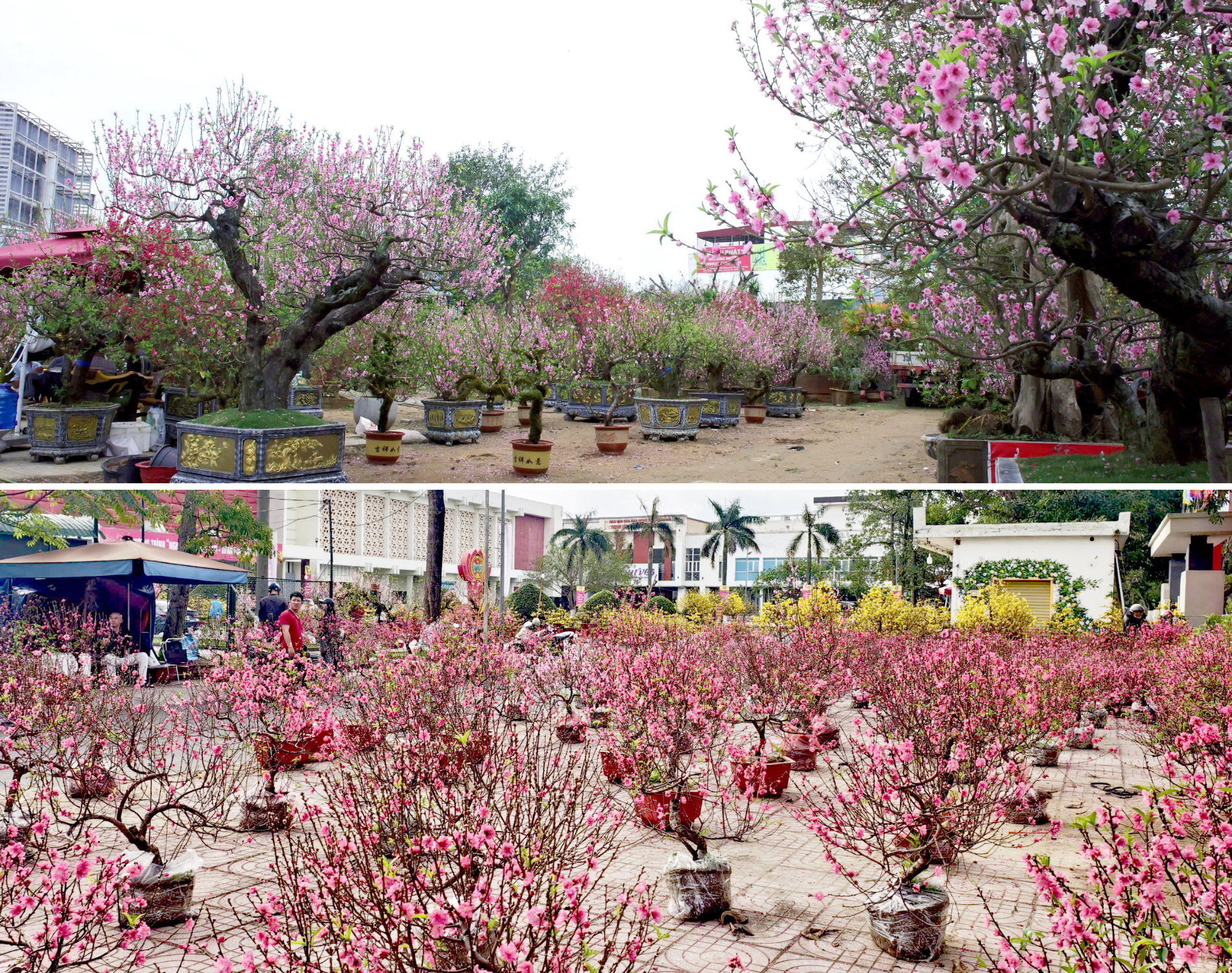 fiori di ciliegio 2026