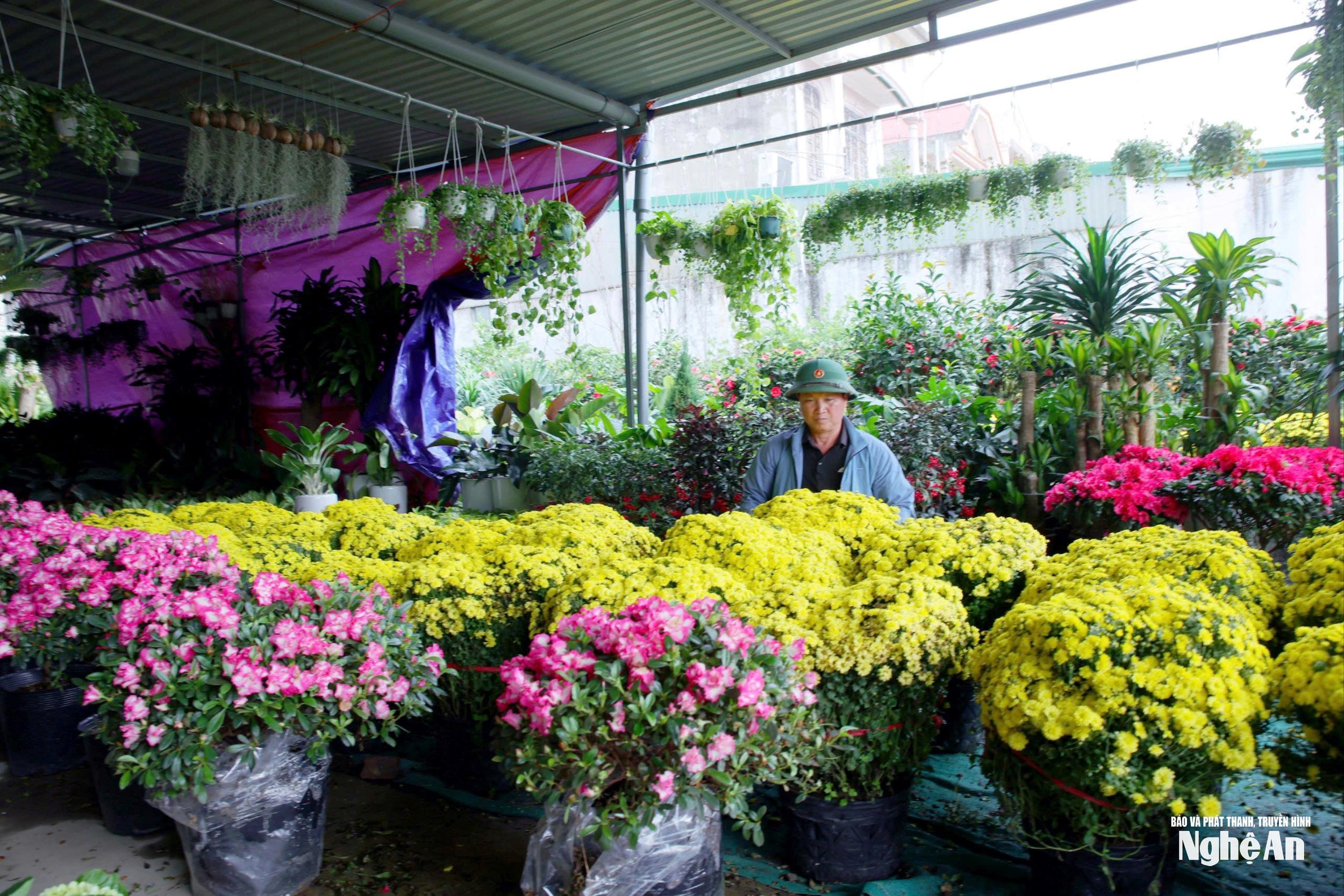 Diversi giardinieri del quartiere di Nghi Phu e dell'ex comune di Nghi An (ora quartiere di Vinh Phu) hanno segnalato che le vendite quest'anno sono significativamente più lente rispetto alle precedenti stagioni del Tet. Molte varietà di fiori utilizzate per le decorazioni del Tet, come crisantemi e camelie, sono fiorite in anticipo a causa delle mutate condizioni meteorologiche. Foto: Thanh Quynh
