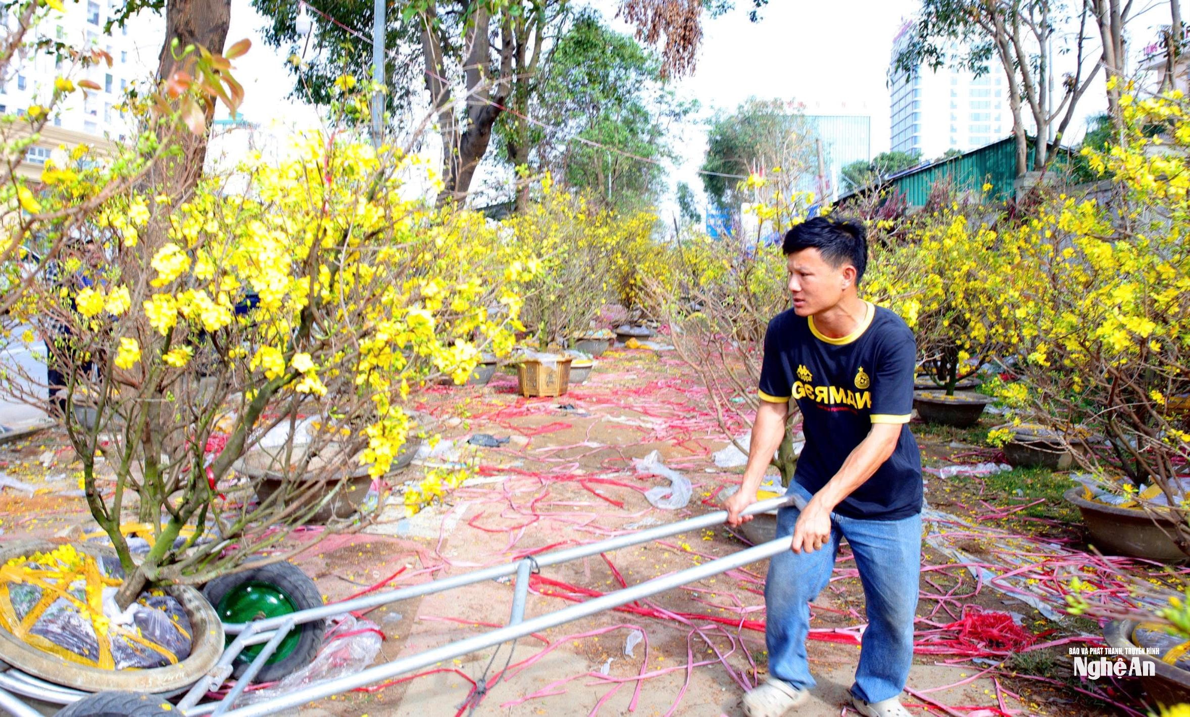 Il signor Nguyen Khac Thuong (residente nel quartiere di Cua Lo) ha dichiarato di aver investito quasi 1,7 miliardi di VND nell'importazione di fiori di albicocco e pesco da vendere. Tuttavia, finora ha guadagnato solo 500 milioni di VND. Attivo nel commercio di fiori per il Tet da 13 anni, ha affermato di non aver mai registrato vendite così scarse e perdite così ingenti come quest'anno. (Foto: Thanh Quynh)