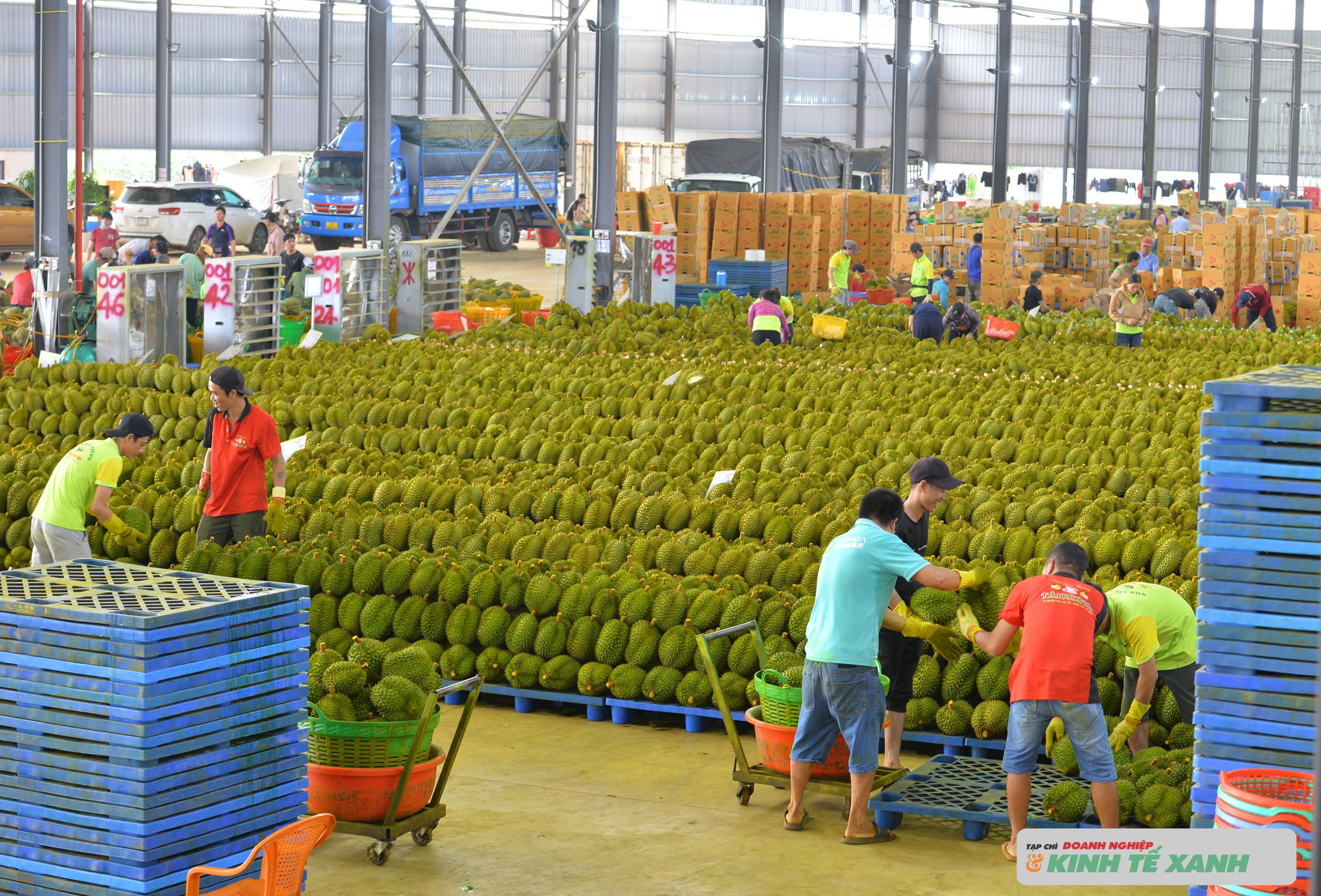 Kho đóng gói sầu riêng xuất khẩu Một kho đóng gói sầu riêng xuất khẩu tại xã Krông Pắk (Đắk Lắk)