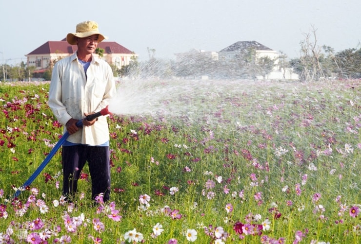 Công nhân miệt mài chăm sóc để giữ cho vườn hoa luôn rực rỡ
