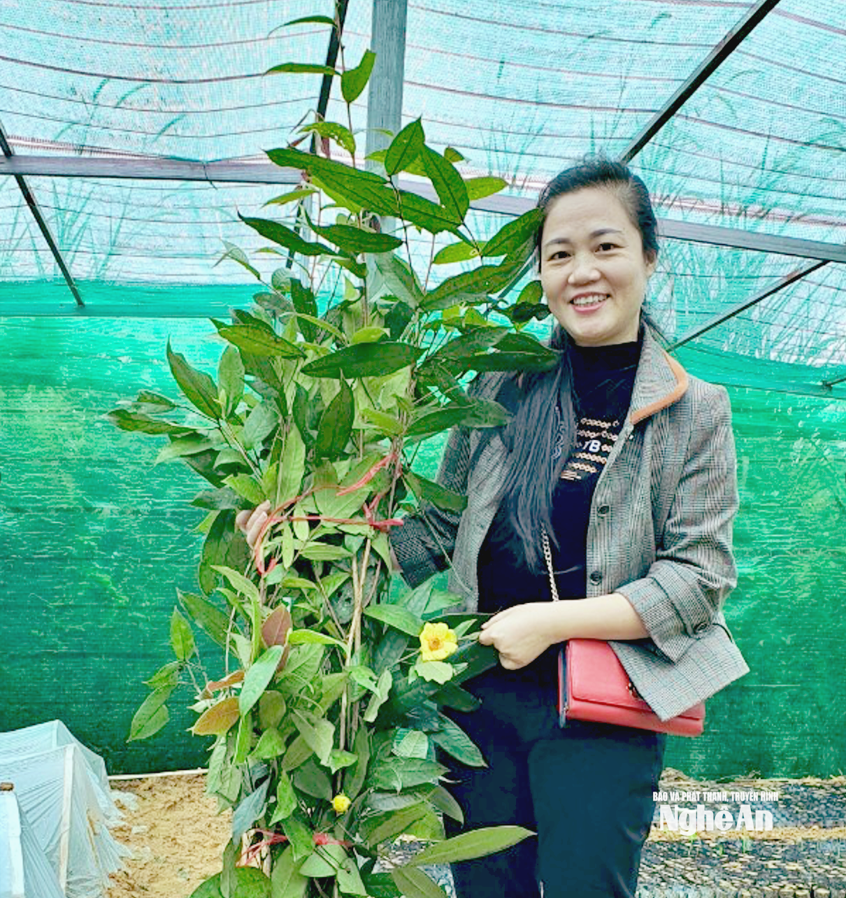 Dự án ươm giống loài trà hoa vàng Pù Khạng ở xã Nga My. Ảnh: Hoài Thu