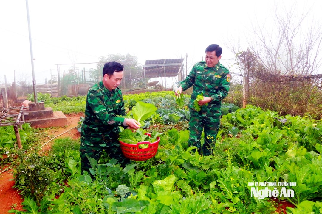 Têt ở tổ chốt biên phòng Huồi Mới đủ đầy lương thực, thực phẩm tự tăng gia. Ảnh KL