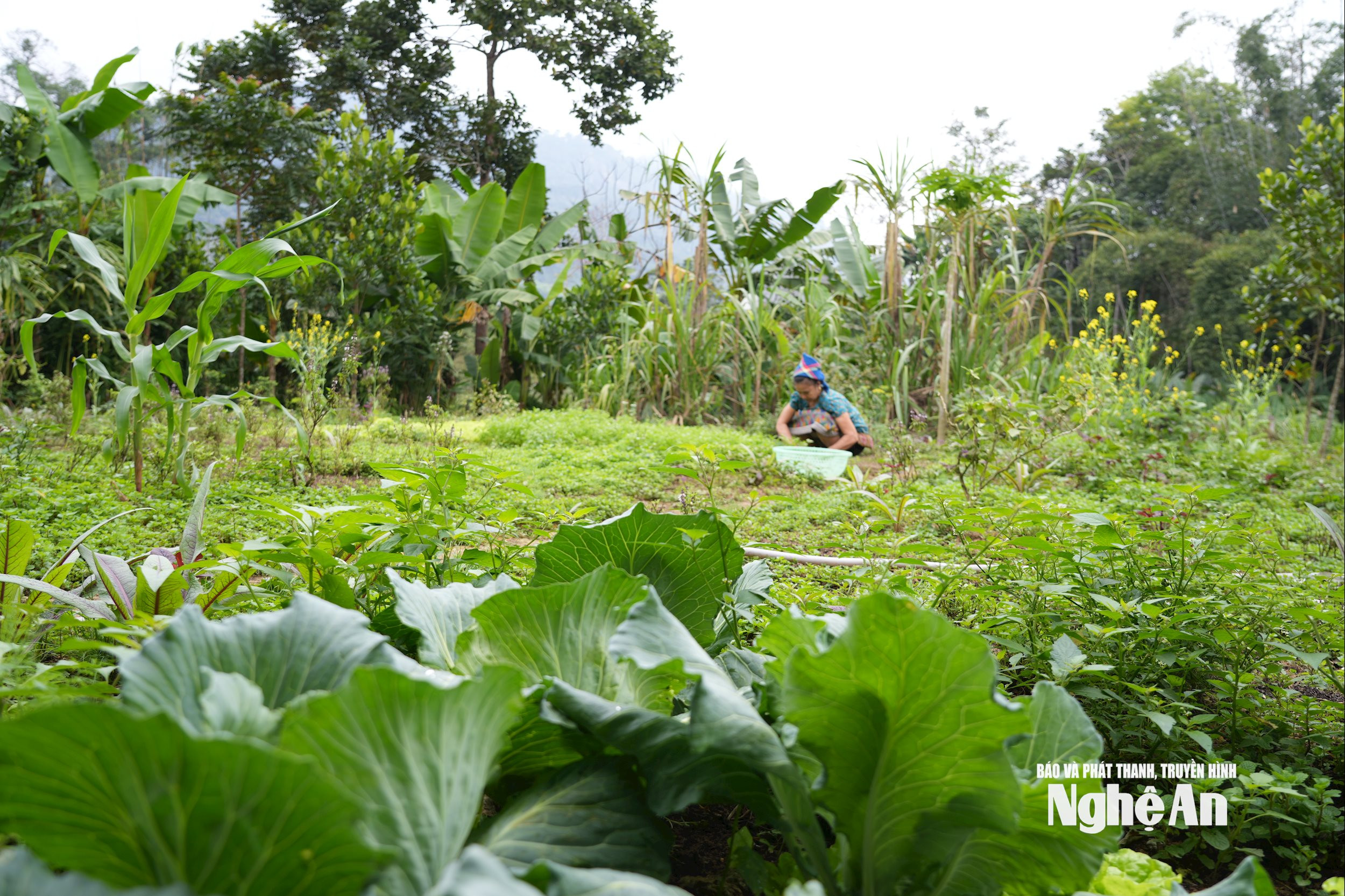 آقای توای03308