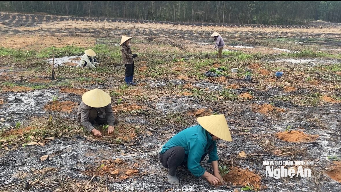 Nông dân xã Tân Kỳ nhộn nhịp trồng rừng đầu Xuân. Ảnh: Văn Trường