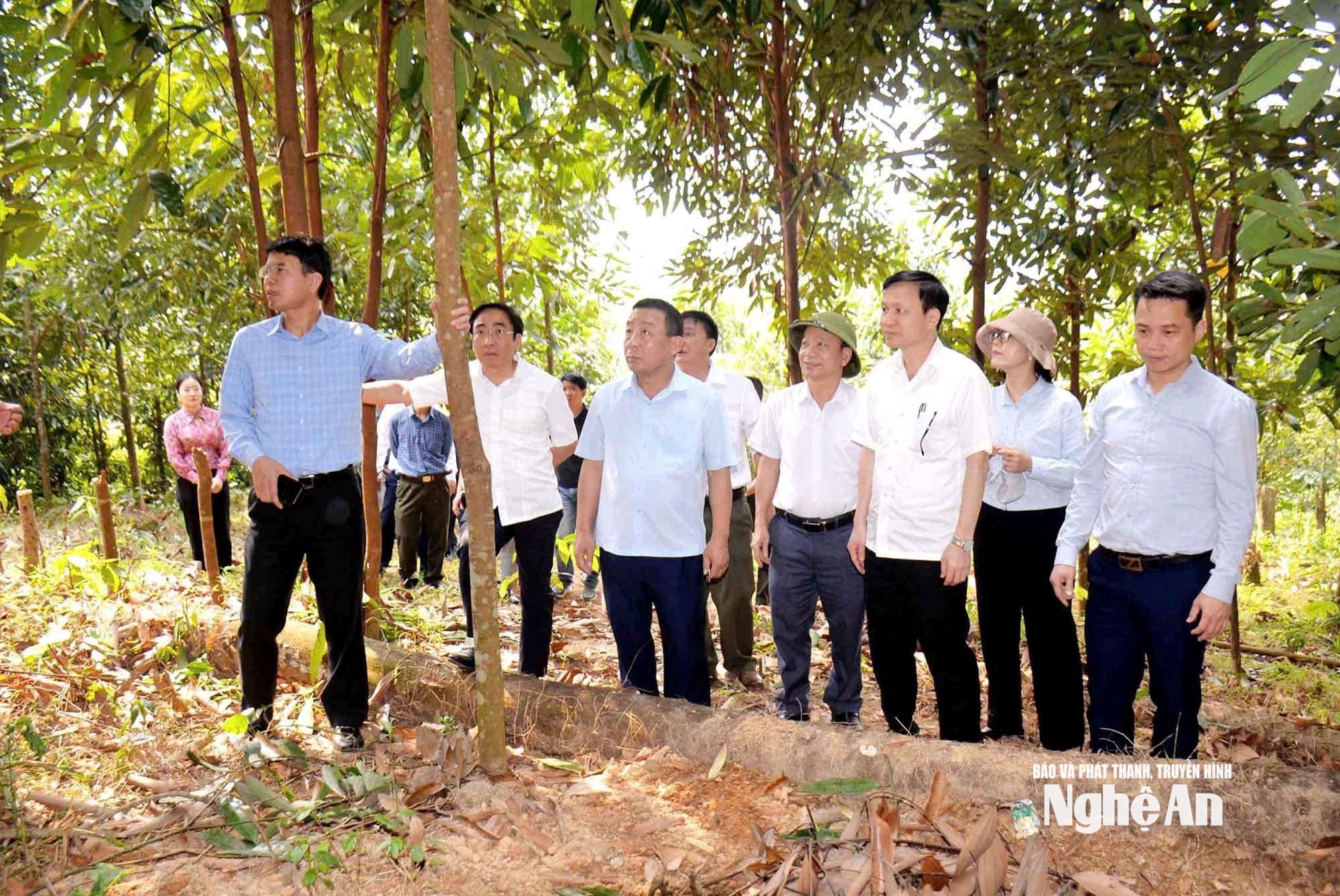 ảnh rừng a. dệ 3
