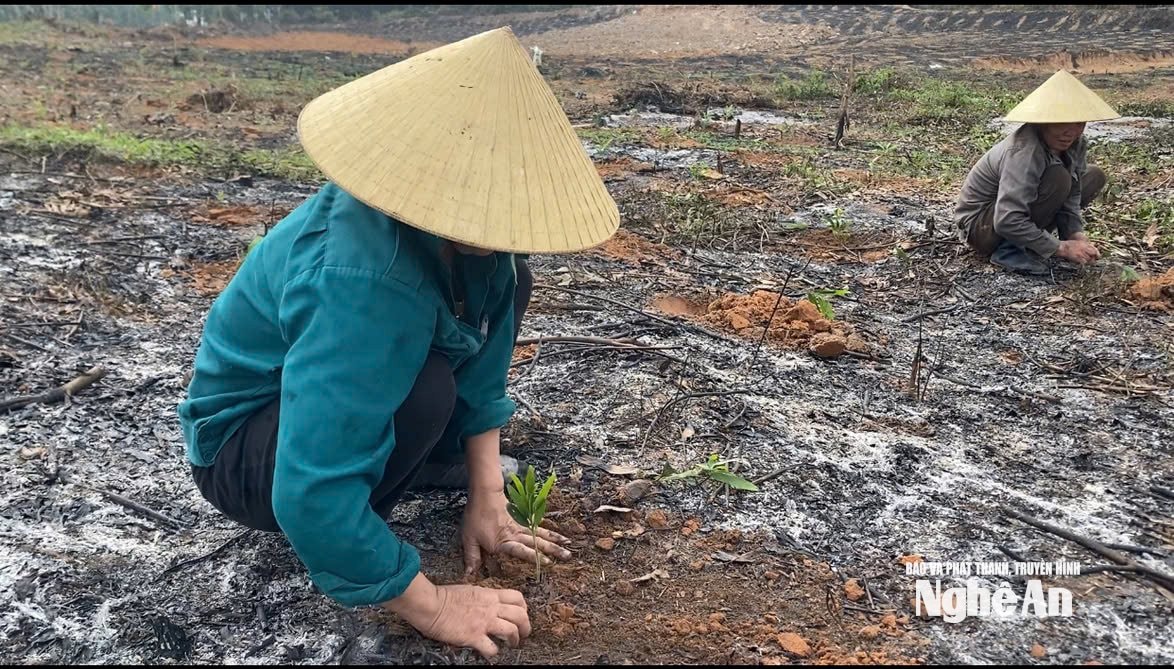 ảnh trồng cây rừng