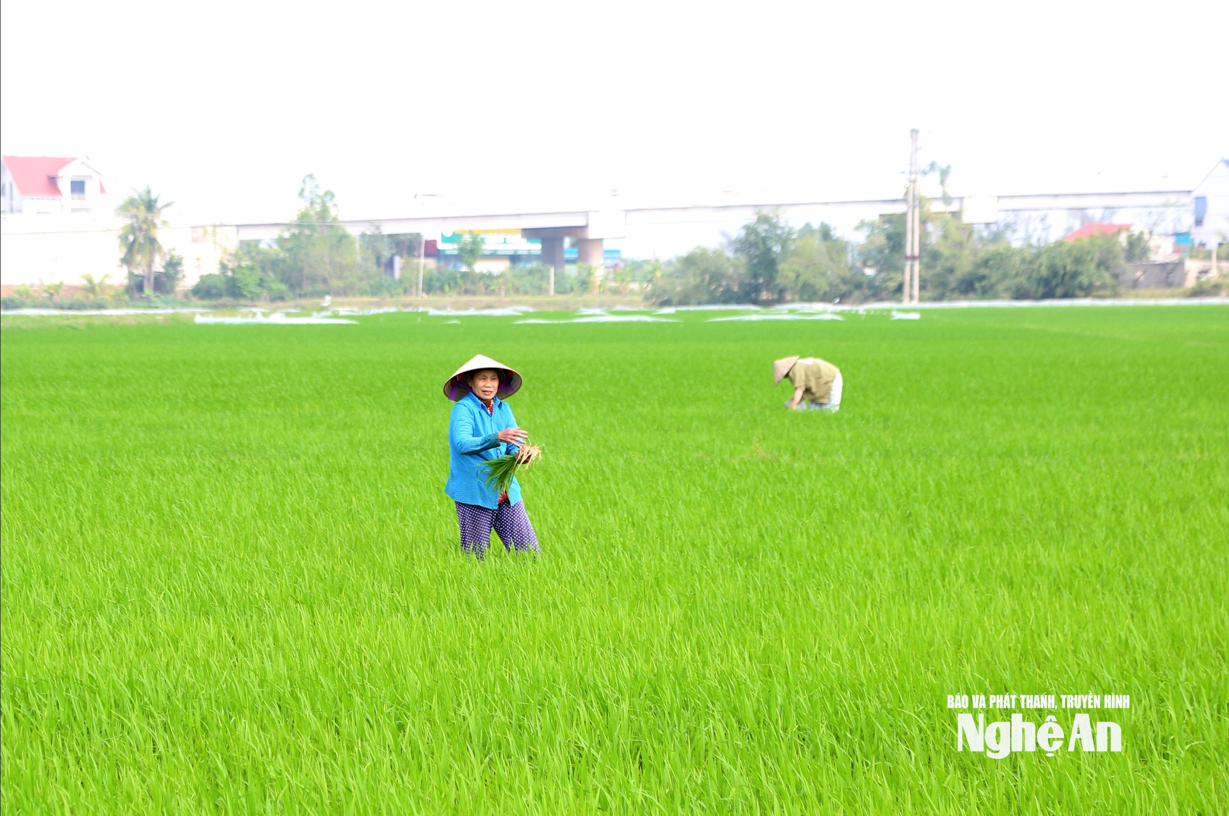 Farmáři se od rána 4. dne svátku Tet (lunárního Nového roku) vydali na pole, aby se postarali o jarní úrodu rýže. Foto: Xuan Hoang