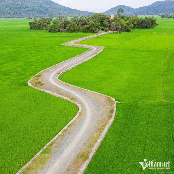 Cánh đồng Tà Pạ rực rỡ mùa lúa chín tại An Giang