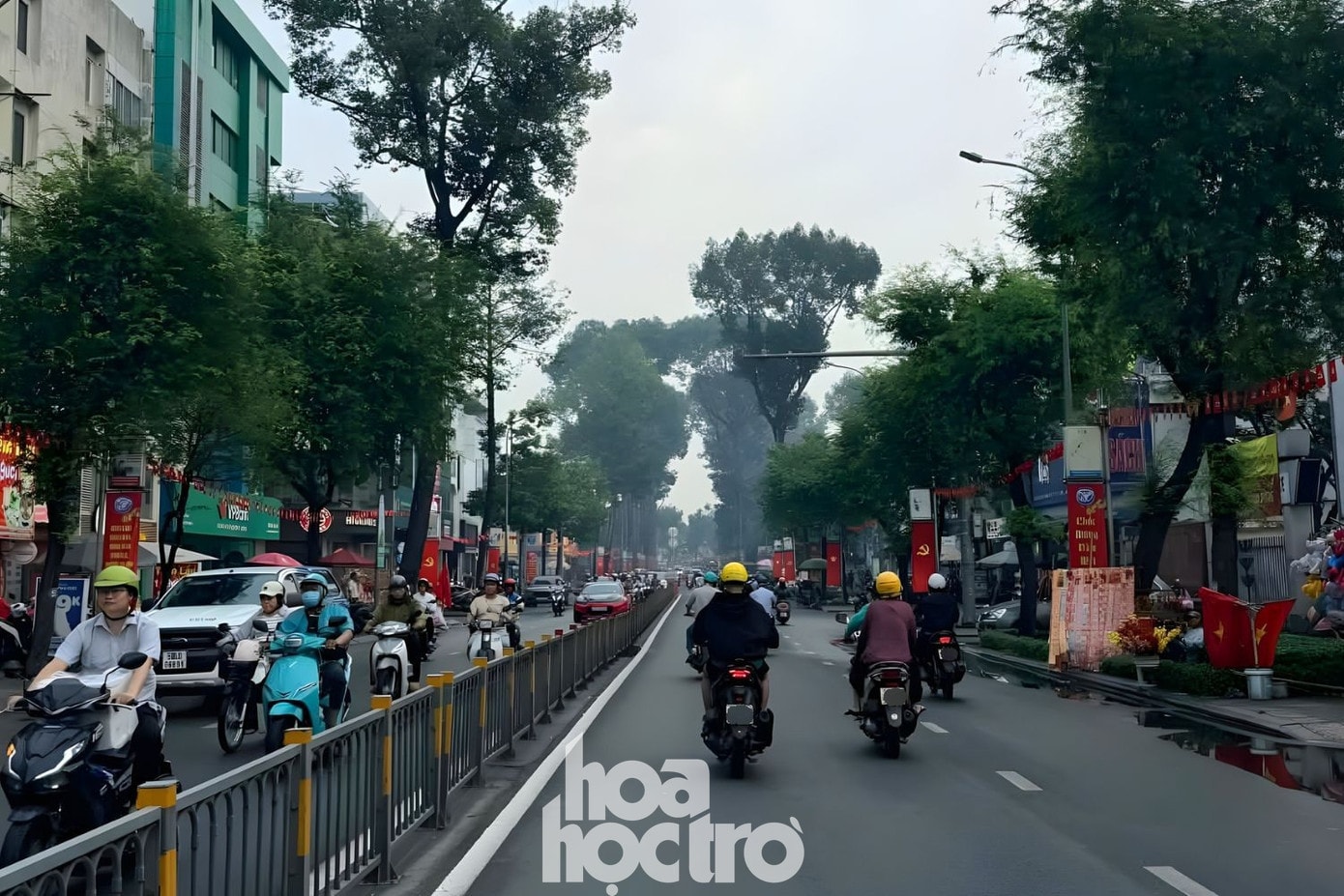 Góc nhìn độc đáo từ hàng cây cổ thụ giữa phố
