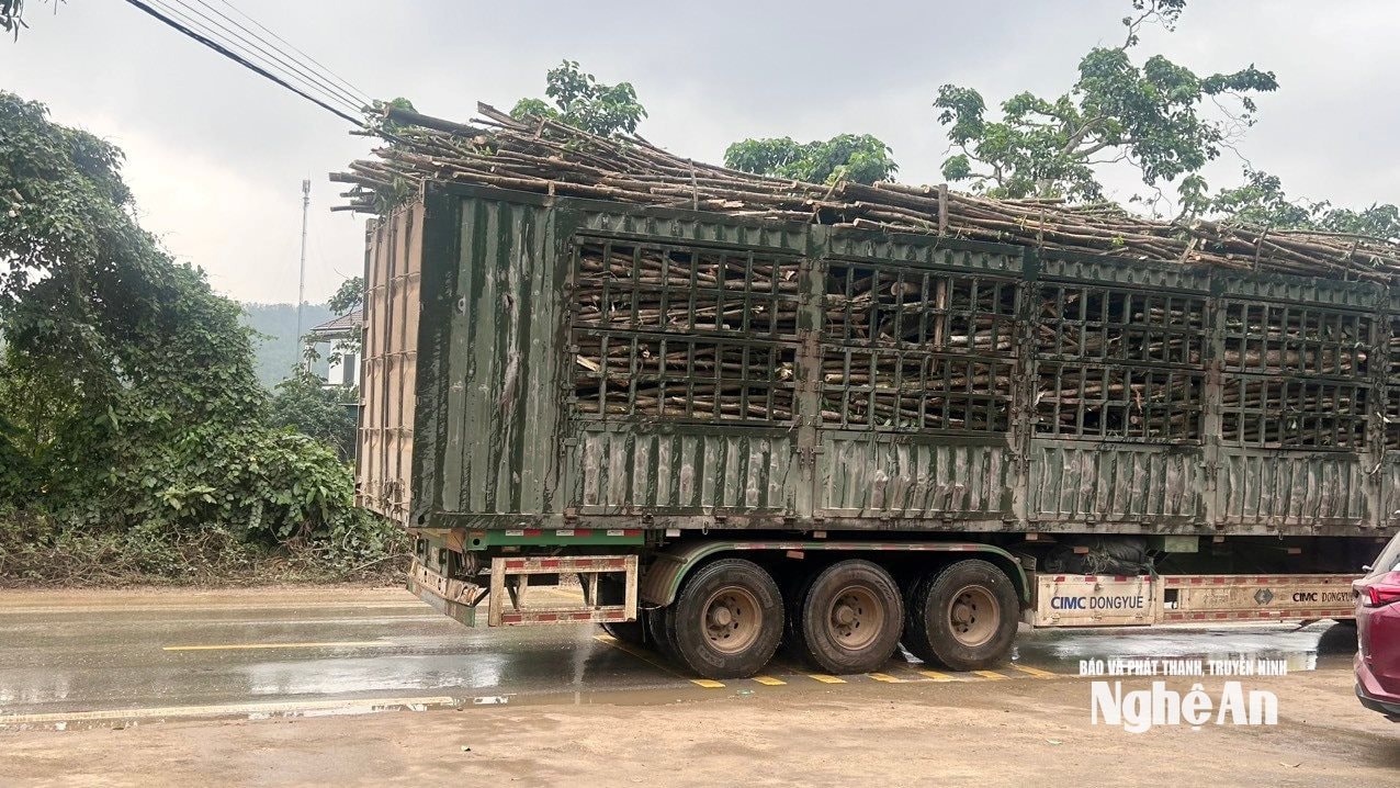Xe chở nguyên liệu viên nén gỗ về nhà máy. Ảnh: Trân Châu