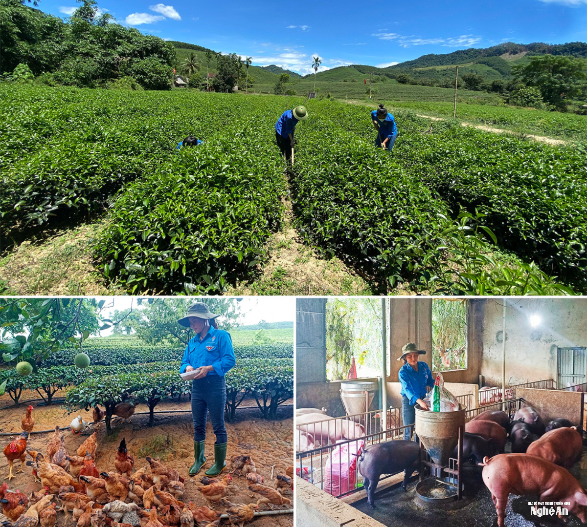 تونگ-دوی (1).png