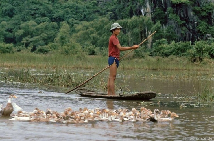 Người dân chăn vịt trên dòng suối Yến thanh bình