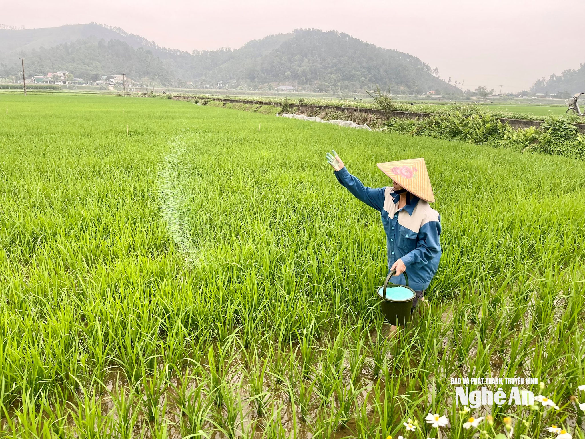 Nông dân tập trung chăm sóc, bón thúc lúa Xuân đẻ nhánh