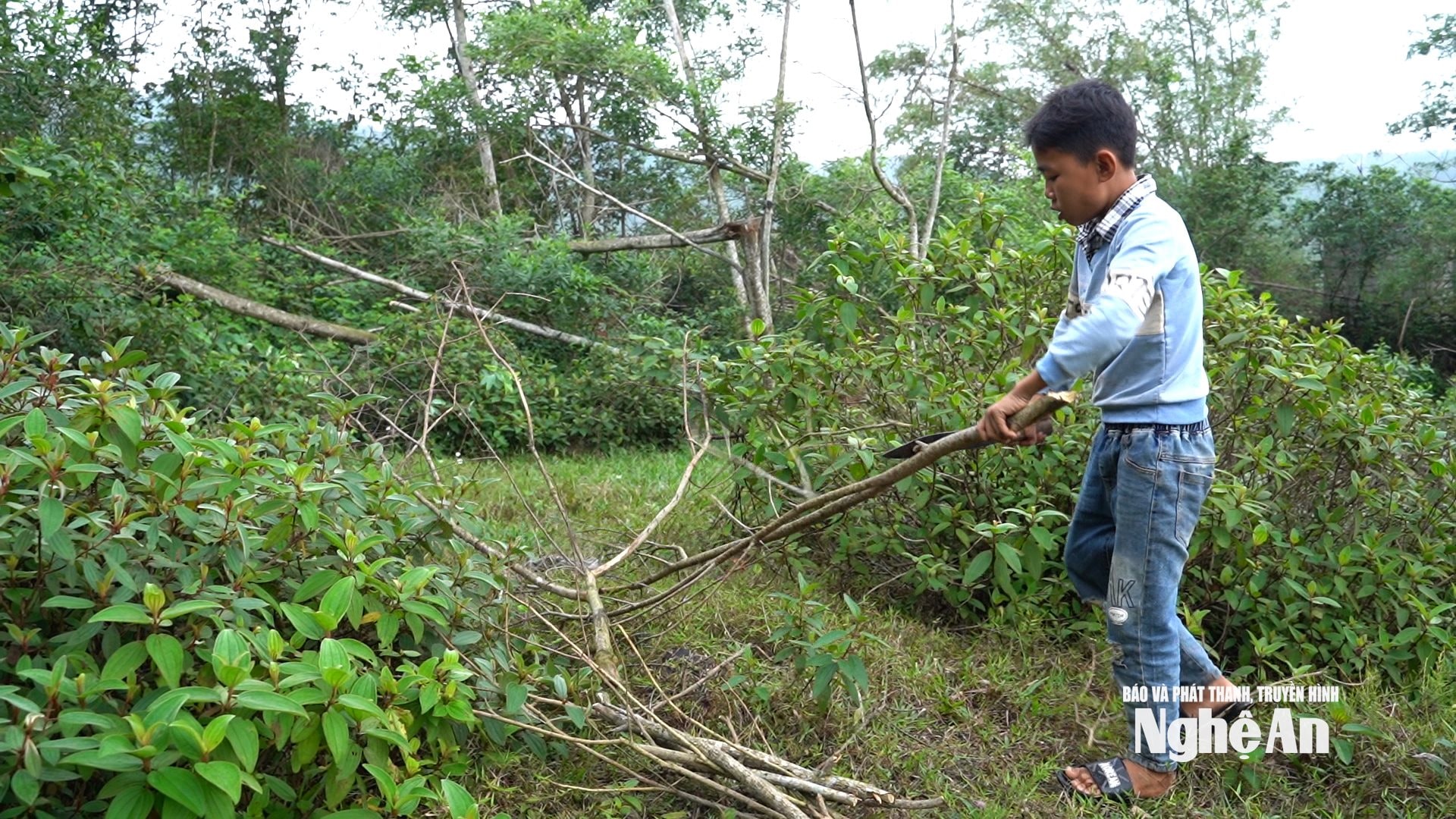 Cao Van Thang aiuta la nonna a raccogliere legna da ardere per cucinare. Foto di Ngoc Dung.