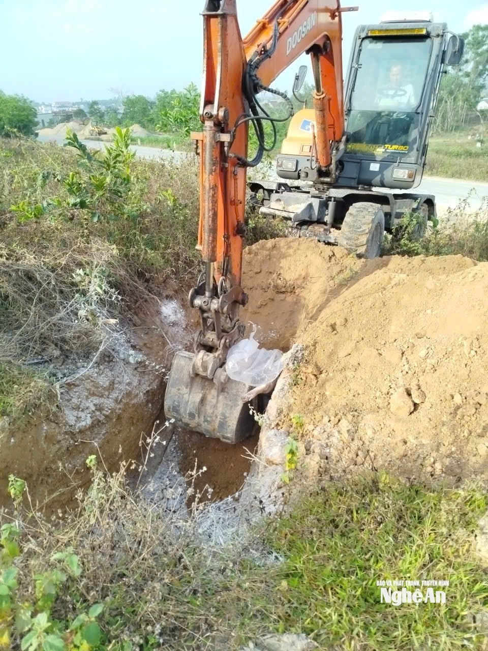 tiêu hủy lợn