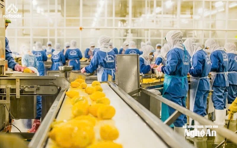 Il Gruppo Nafoods ha implementato con successo un processo produttivo a ciclo chiuso per migliorare la qualità dei suoi prodotti agricoli esportati. (Foto: Gruppo Nafoods)