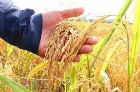 Thị trường lúa gạo tại khu vực Đồng bằng sông Cửu Long duy trì mức giá ổn định