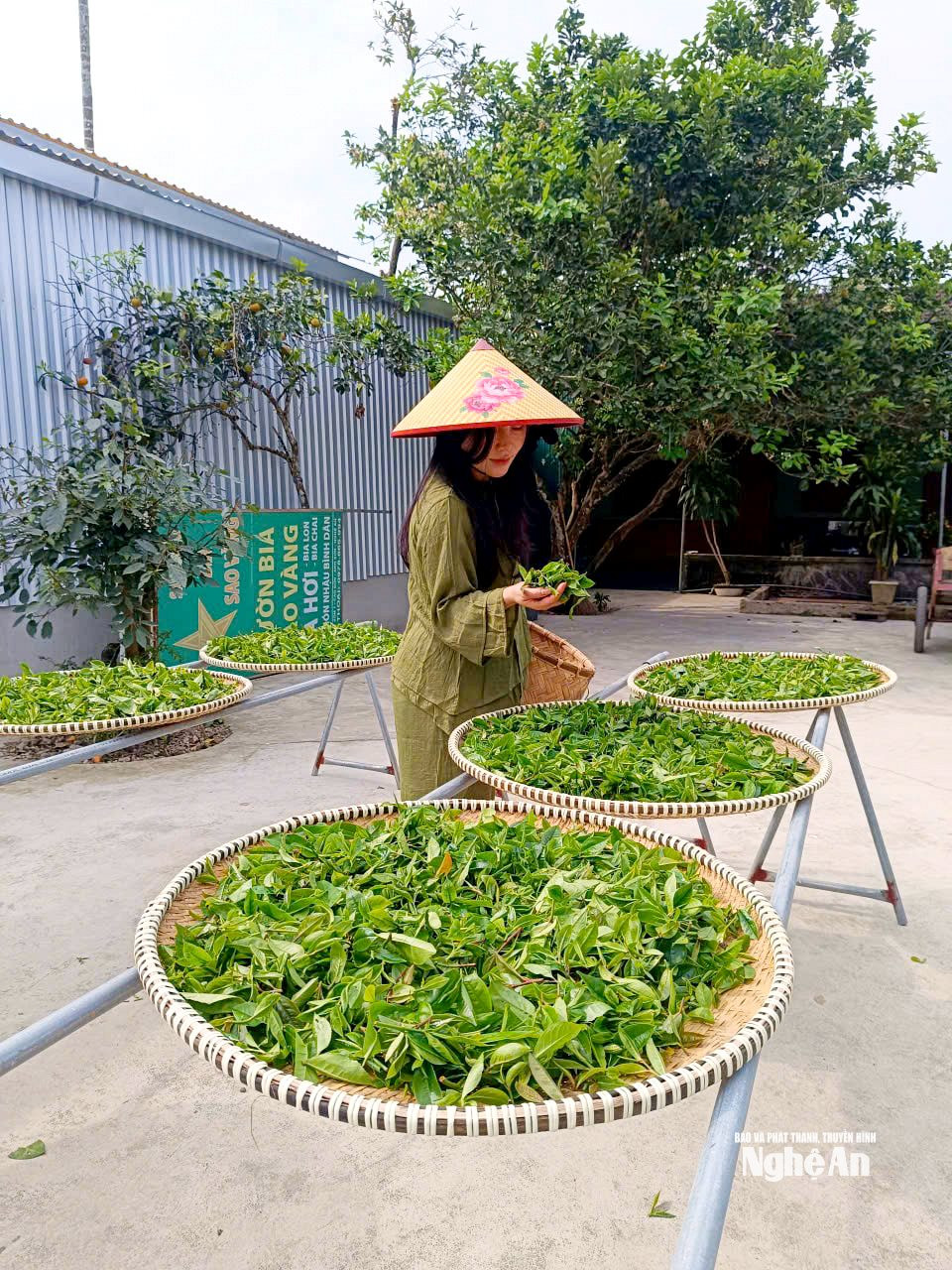 Lê Thảo My trực tiếp giám sát các công đoạn làm Trà. Ảnh TP