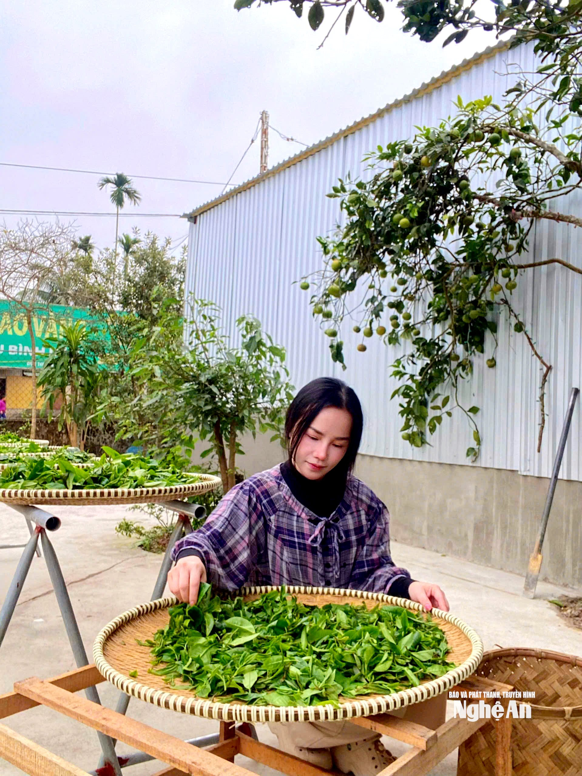Lê Thảo My trực tiếp giám sát các công đoạn làm Trà. Ảnh TP2