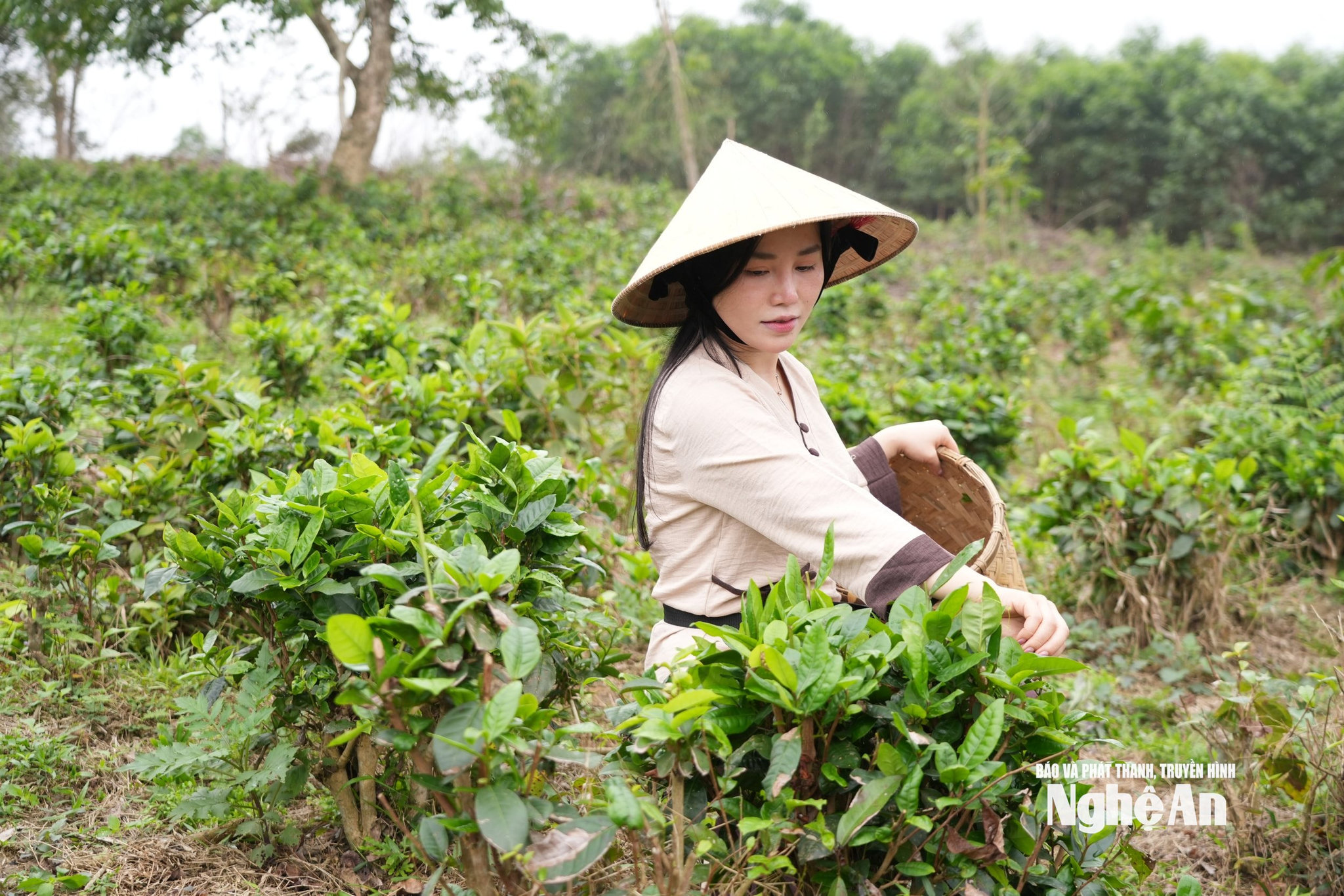Lê Thảo My trực tiếp hái chè trên đồi. Ảnh TP
