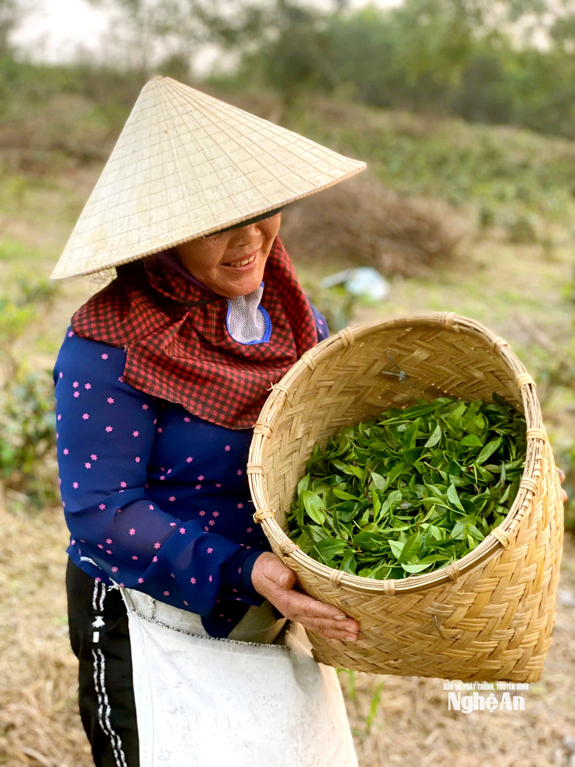 Nhiều người dân vùng chè Gay ở Cao Sơn ( xã Yên Xuân) đã học cách làm chè Trà. ảnh NVCC