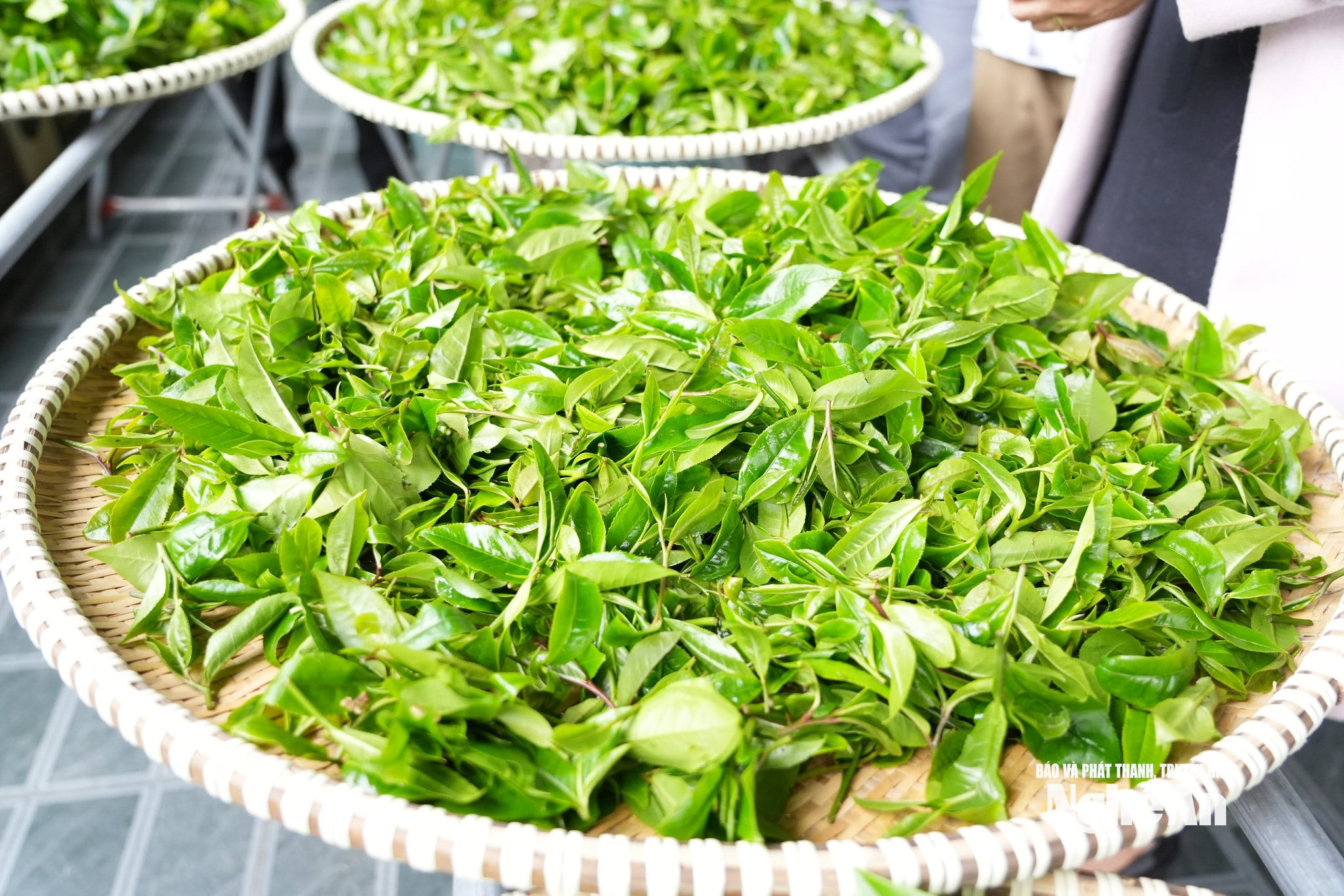 Những búp chè tươi mới được hái trong sáng sớm. Ảnh KL