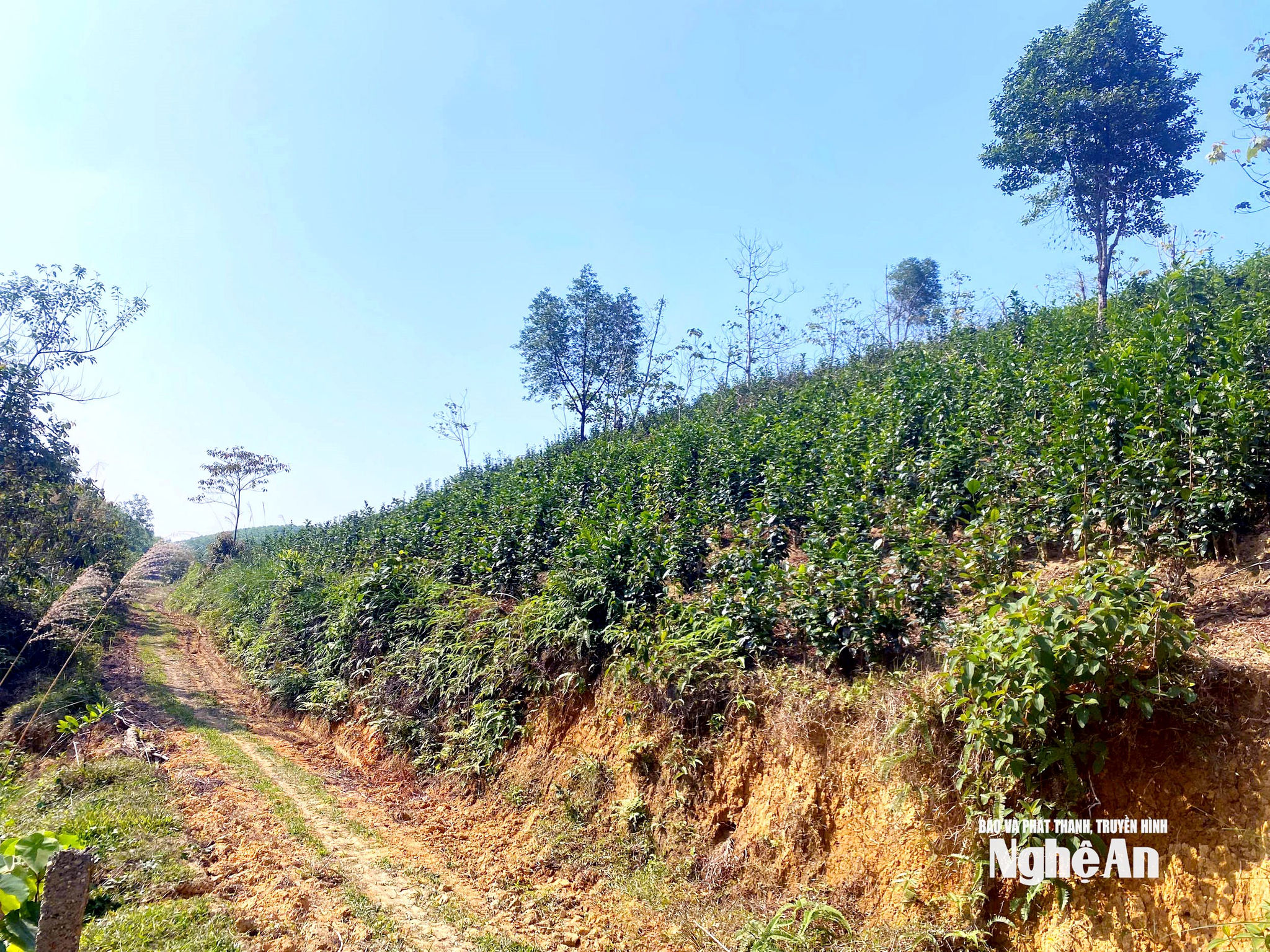 Những triền chè ở Cao Sơn. Ảnh TP