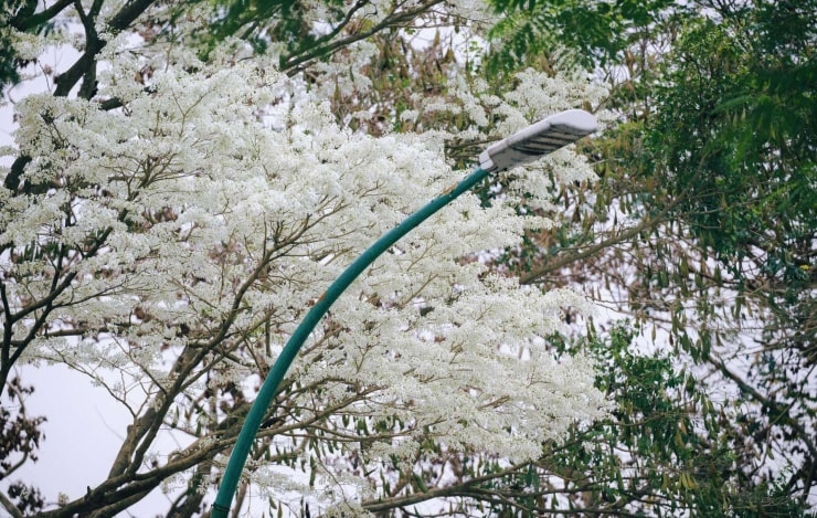 Hoa sưa bên những bức tường vàng cổ kính