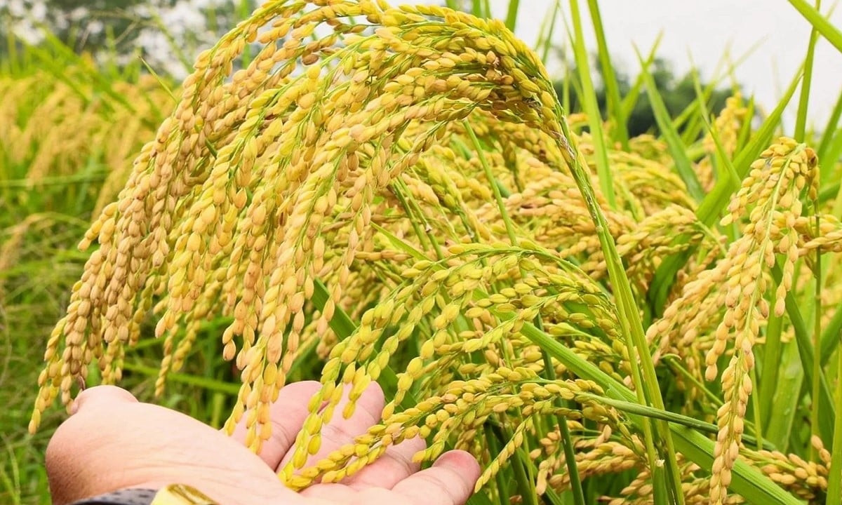 Ảnh minh họa thị trường lúa gạo tại khu vực Đồng bằng sông Cửu Long