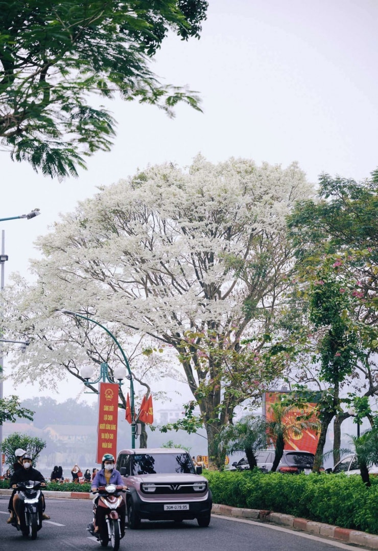 Hoa sưa nở trắng tinh khôi tại đường Thanh Niên vào ngày 6/3/2026