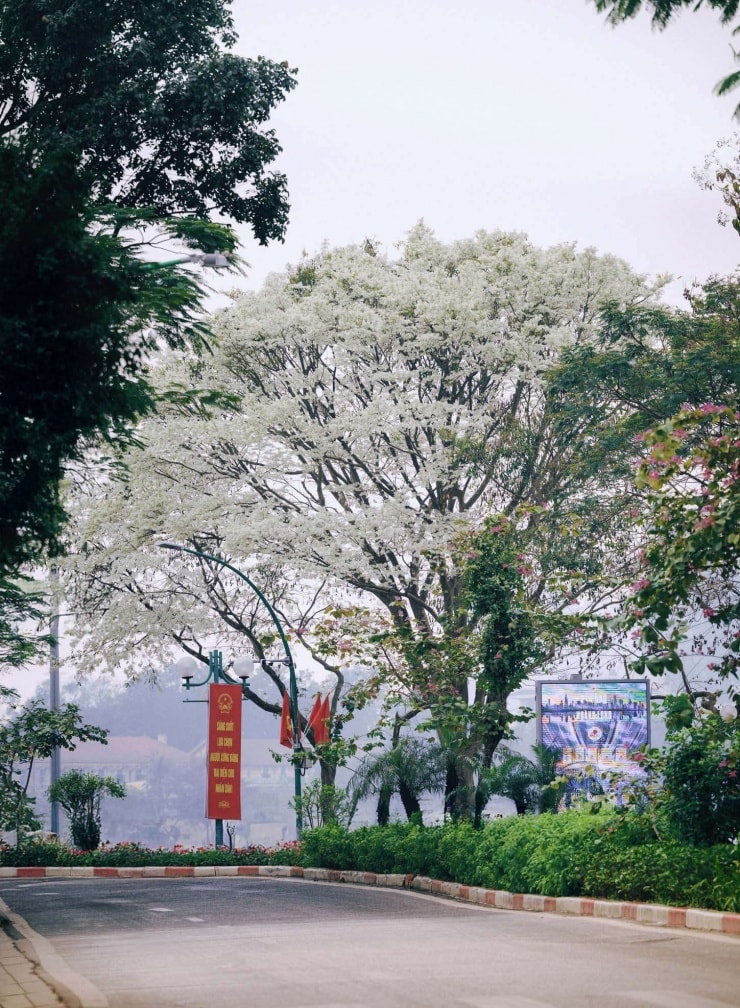 Hoa sưa mang vẻ đẹp tinh khiết, mong manh