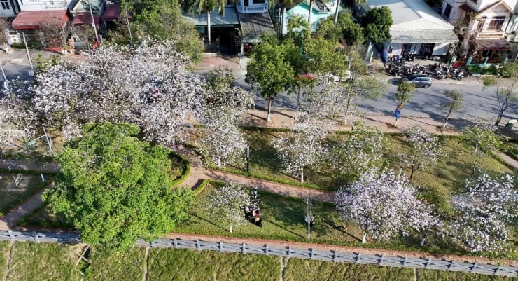 Nhiều tuyến phố ở phường Đoàn Kết và phường Tân Phong (Lai Châu) rợp sắc trắng tinh khôi của hoa ban.