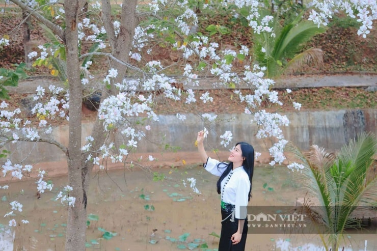 Thiếu nữ Thái duyên dáng trong trang phục truyền thống bên sắc trắng hoa ban.