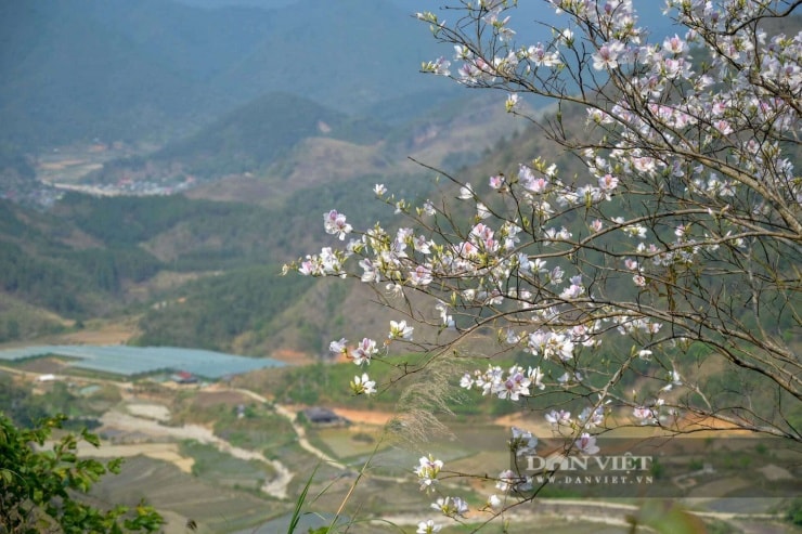 Mùa hoa ban không chỉ làm đẹp núi rừng mà còn gắn liền với đời sống văn hóa của đồng bào Thái.