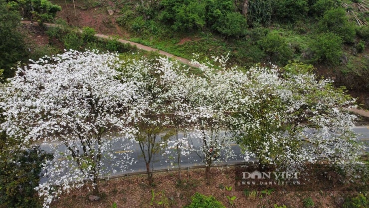 Loài hoa gắn với huyền thoại thủy chung của tình yêu đôi lứa đang nở trắng núi rừng Sơn La