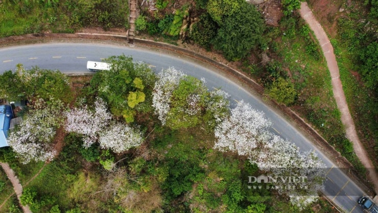 Loài hoa gắn với huyền thoại thủy chung của tình yêu đôi lứa đang nở trắng núi rừng Sơn La
