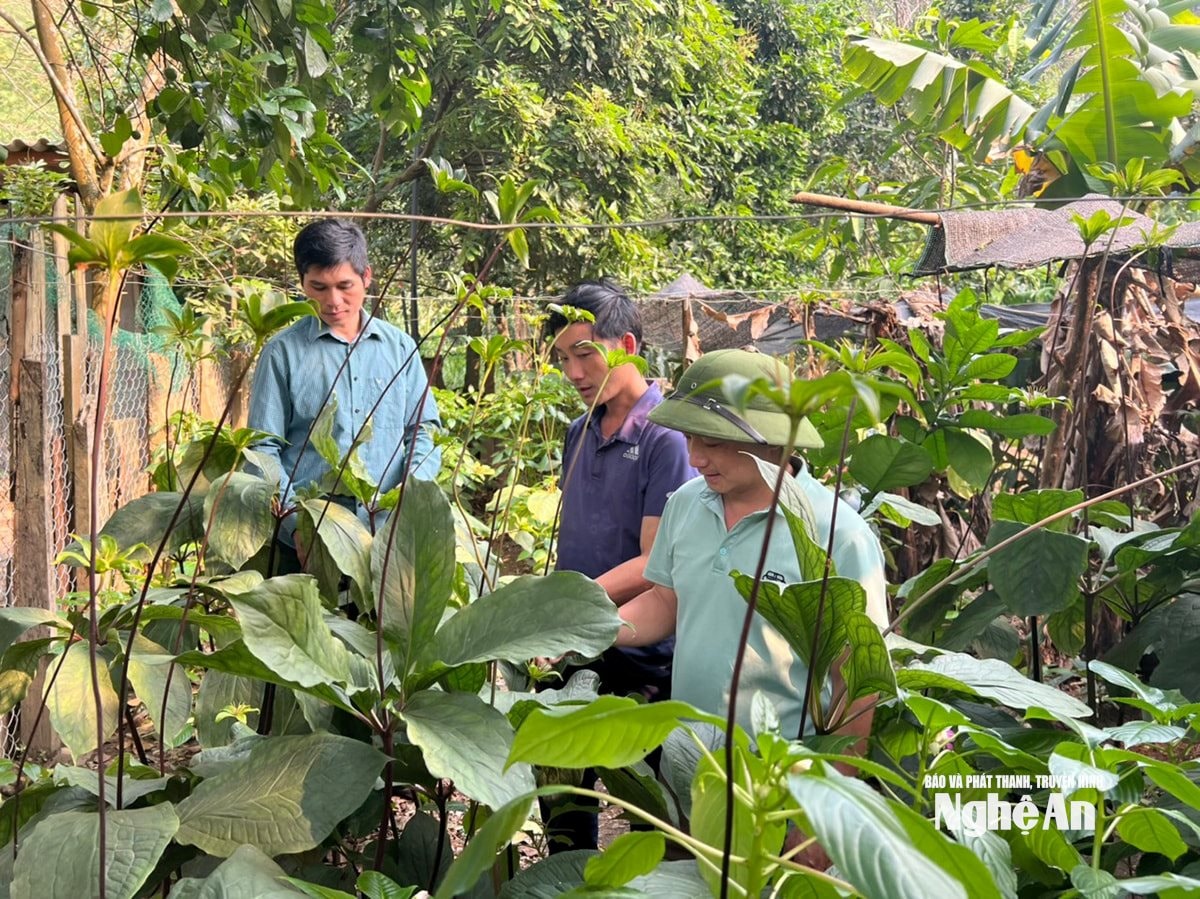 Người dân bản Phá Lõm, xã Tam Thái trồng cây dược liệu. Ảnh tư liệu: Khánh Ly