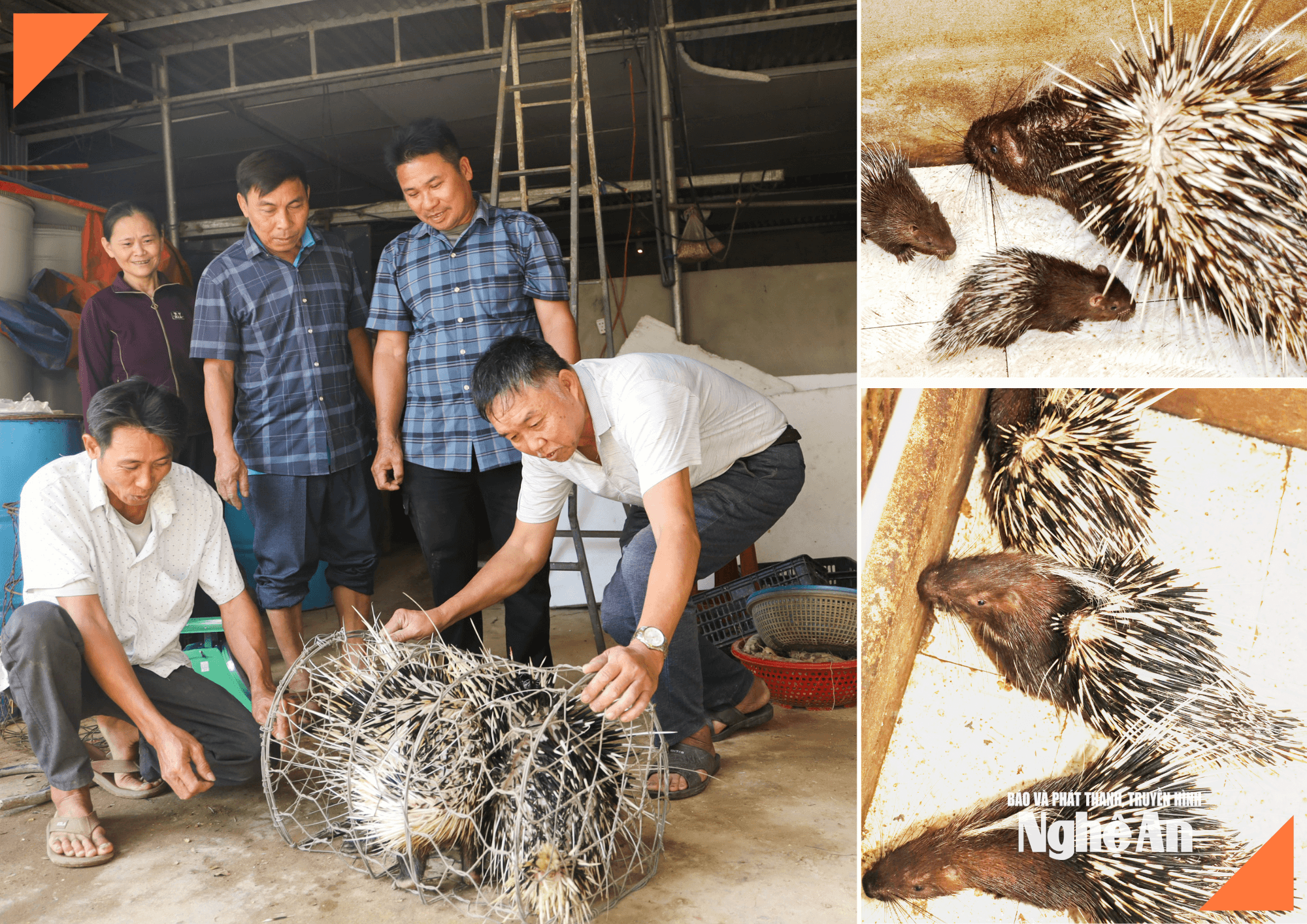 Trang trại nuôi nhím của nhím- nguyên nguyên