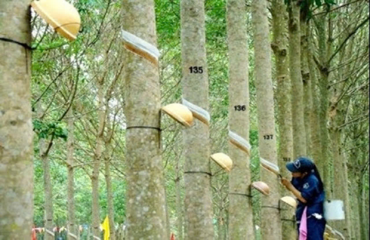 Giá cao su hôm nay 11/3: Biến động trái chiều