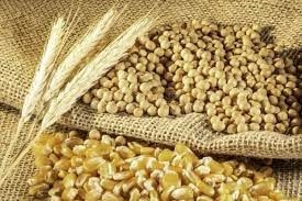 Sản lượng ngô toàn cầu dự báo đạt mức tăng trưởng khả quan trong niên vụ 2025/26