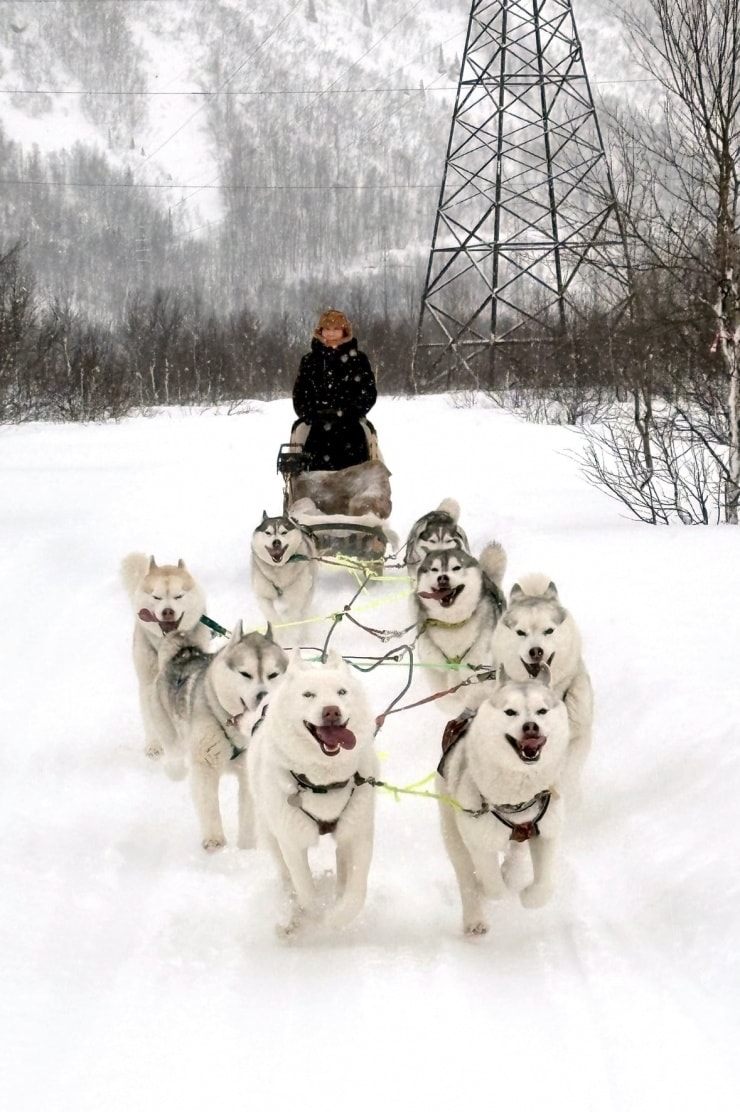 Trải nghiệm xe kéo bởi đàn chó Siberian Husky tại Nga
