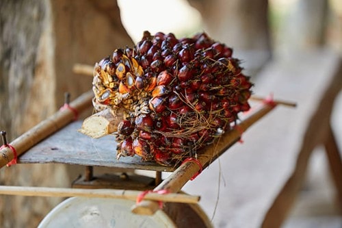 Giá dầu cọ tăng phiên thứ hai liên tiếp do nhu cầu nhiên liệu sinh học.